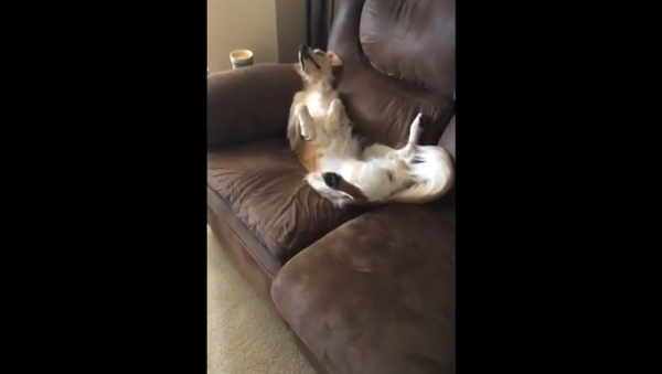 Golden Retriever lounges on couch like a human - Sputnik International