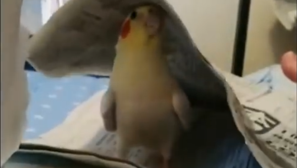 Cockatiel playing peekaboo - Sputnik International