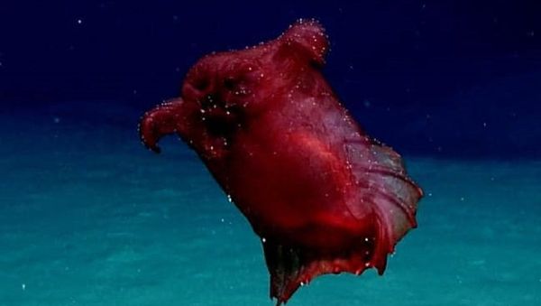 Headless Chicken Monster - Sputnik International
