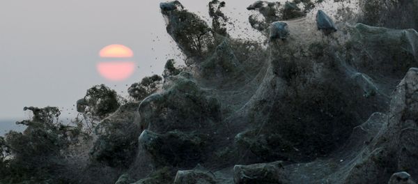 Arachnid Paradise: Greek Lake Gets Govered in Gigantic Spider Webs - Sputnik International