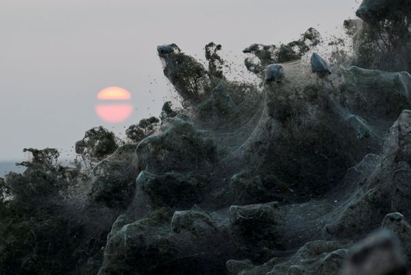 Arachnid Paradise: Greek Lake Gets Govered in Gigantic Spider Webs - Sputnik International
