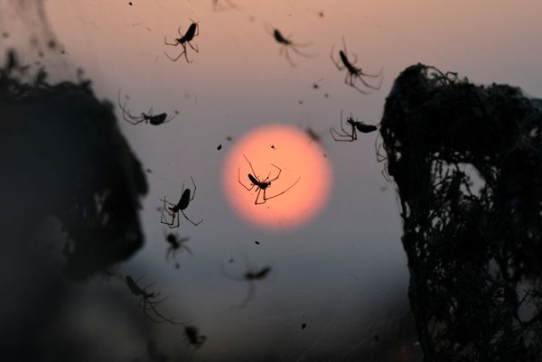 Arachnid Paradise: Greek Lake Gets Govered in Gigantic Spider Webs - Sputnik International