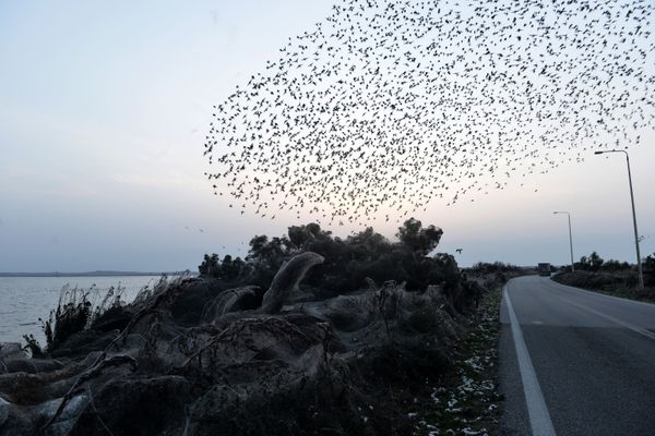 Arachnid Paradise: Greek Lake Gets Govered in Gigantic Spider Webs - Sputnik International