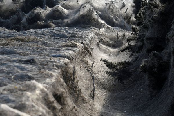 Arachnid Paradise: Greek Lake Gets Govered in Gigantic Spider Webs - Sputnik International