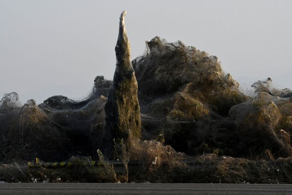 Arachnid Paradise: Greek Lake Gets Govered in Gigantic Spider Webs - Sputnik International