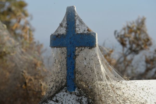 Arachnid Paradise: Greek Lake Gets Govered in Gigantic Spider Webs - Sputnik International