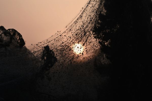 Arachnid Paradise: Greek Lake Gets Govered in Gigantic Spider Webs - Sputnik International