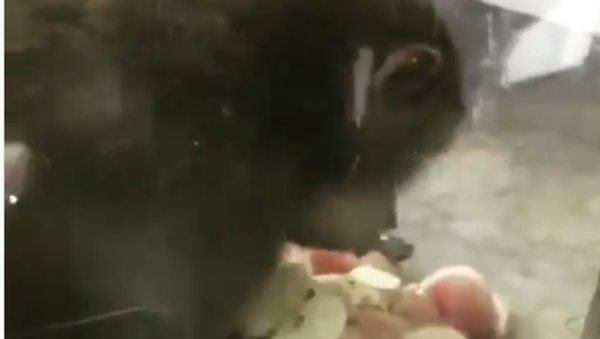 Greedy Monkey - Sputnik International