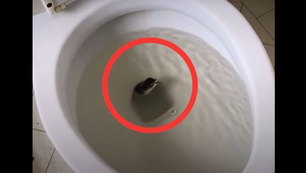 Man Rescues HUGE Snake From Toilet And Sets Him Free - Sputnik International