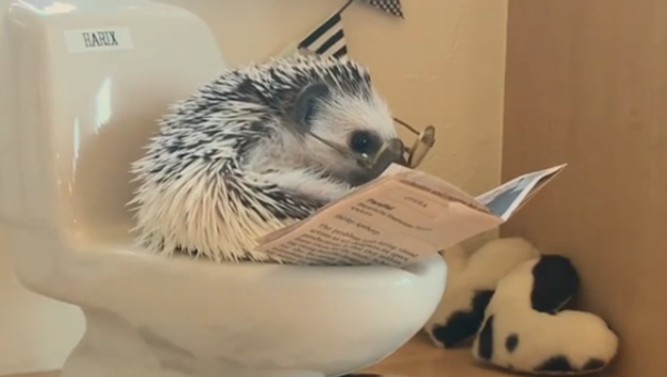 Hedgehog - Sputnik International