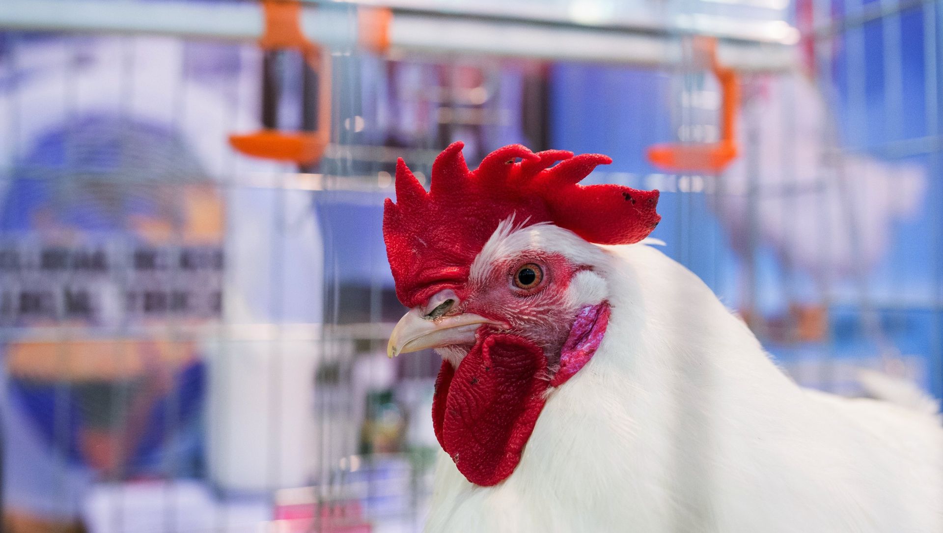Chicken at Russia's 19th Agricultural Exhibition Golden Autumn-2017 Chicken at Russia's 19th Agricultural Exhibition Golden Autumn-2017 - Sputnik International, 1920, 21.05.2021