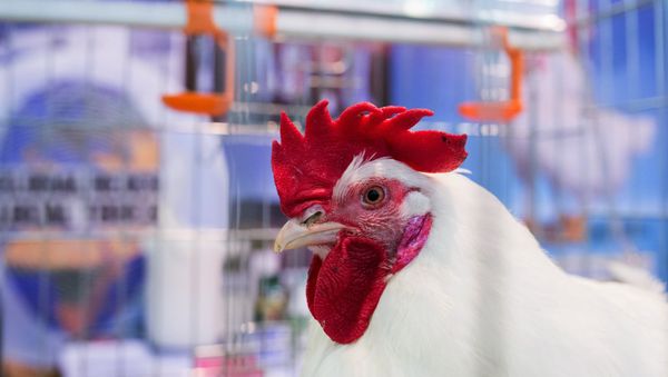 Chicken at Russia's 19th Agricultural Exhibition Golden Autumn-2017 - Sputnik International