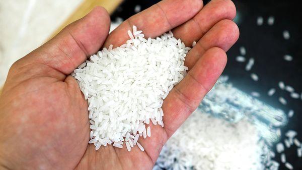 Rice - Sputnik International