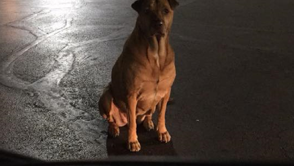 She’s Scamming It: Owner Exposes ‘Gold Diggin’’ Dog’s McDonald’s Hustle - Sputnik International