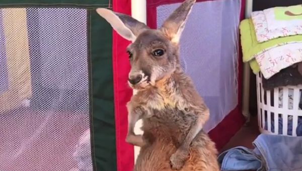 Kangaroo - Sputnik International