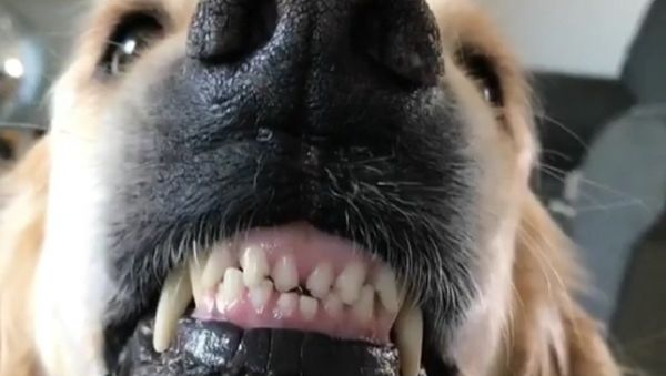 Dog - Sputnik International