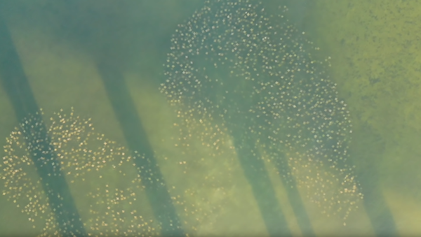 Moving Time: Florida Drone Captures Migration of Golden Rays - Sputnik International