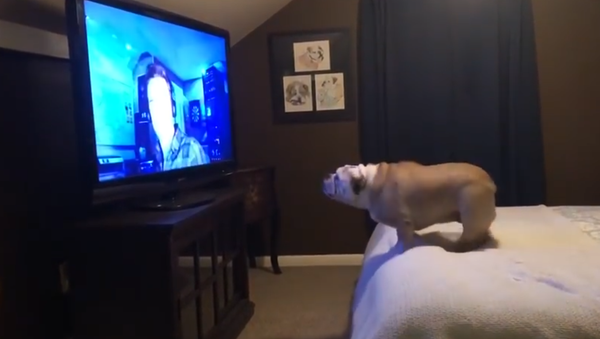 Bulldog watches horror movie trailer, has epic response - Sputnik International