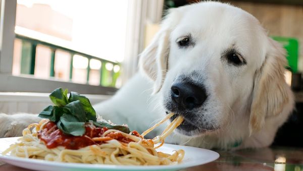 Golden Retriever Cooks Bowl of Spaghetti - Sputnik International