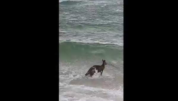 Police officers rescue kangaroo - Sputnik International