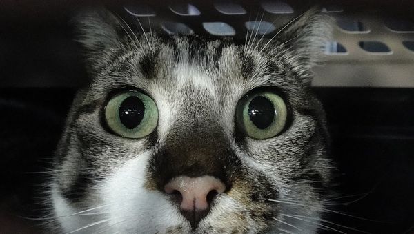 In the cat carrier - Sputnik International