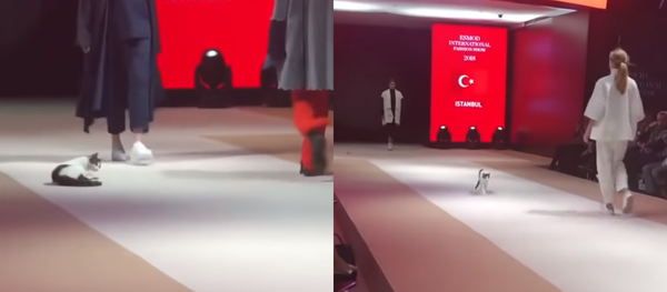 Crashing the Catwalk: Kitten Struts its Stuff in Istanbul Fashion Show - Sputnik International