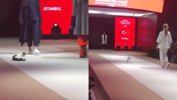 Crashing the Catwalk: Kitten Struts its Stuff in Istanbul Fashion Show Crashing the Catwalk: Kitten Struts its Stuff in Istanbul Fashion Show - Sputnik International
