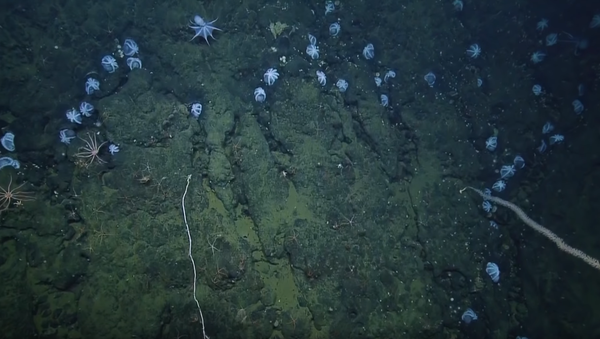 Exploration Vessel Stumbles Upon Thousands of Brooding Octopuses - Sputnik International