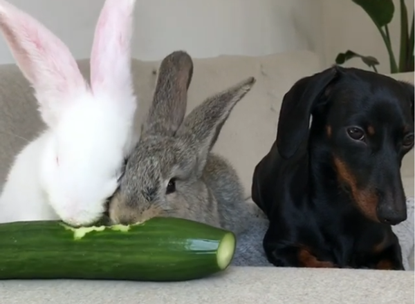 Bunnies and Puppy Bunnies and Puppy - Sputnik International
