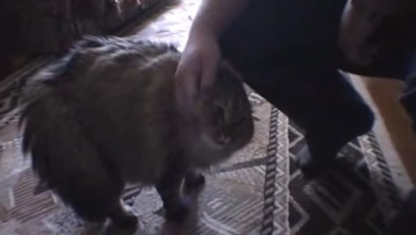 NONONONO Cat - Sputnik International