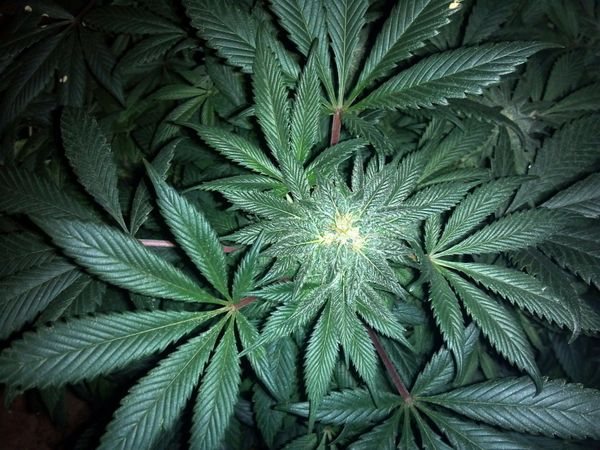 Drug Laws are the Problem not the Solution – Legalise All Drugs Drug Laws are the Problem not the Solution – Legalise All Drugs - Sputnik International