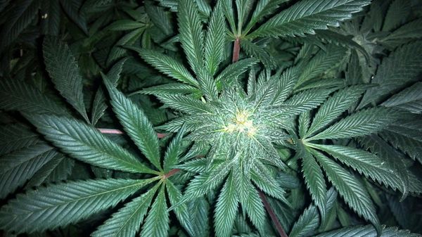 Cannabis  - Sputnik International