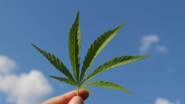 Cannabis  - Sputnik International
