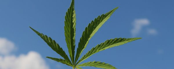Cannabis - Sputnik International
