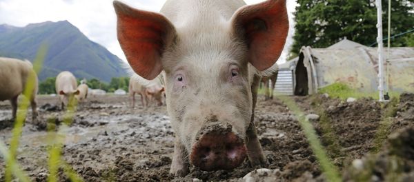 Pigs Pigs - Sputnik International