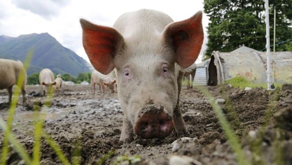 Pigs - Sputnik International