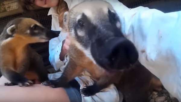 Orphaned Coatis’ Curiosity Comes at Caretaker’s Expense - Sputnik International
