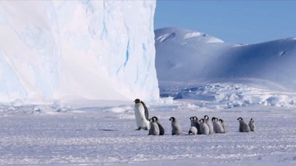 Penguins - Sputnik International