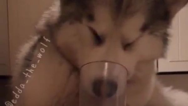 Dog - Sputnik International