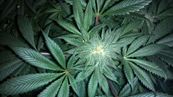CANNABIS TILDA - Sputnik International