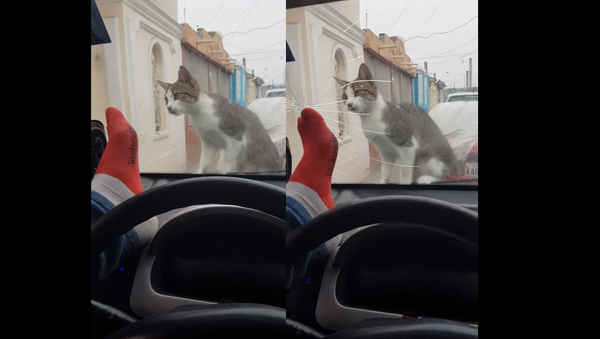 Motorist Immediately Regrets Attempt to Scare Cat - Sputnik International