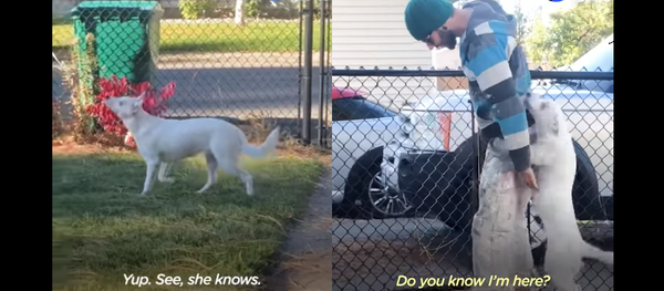 ‘Look at That Smeller Work!’ Blind, Deaf Dog Immediately Senses Owner’s Arrival ‘Look at That Smeller Work!’ Blind, Deaf Dog Immediately Senses Owner’s Arrival - Sputnik International