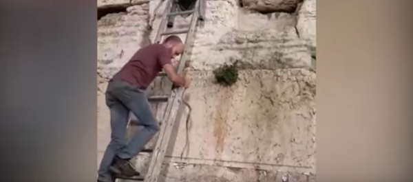 Snake wriggles out of the Western Wall Snake wriggles out of the Western Wall - Sputnik International