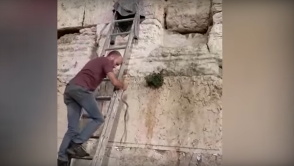 Snake wriggles out of the Western Wall - Sputnik International