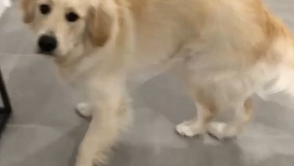 Kylo the Golden Retriever - Sputnik International