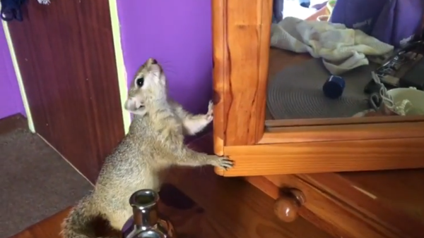 Squirrel bewildered by her mirror reflection - Sputnik International