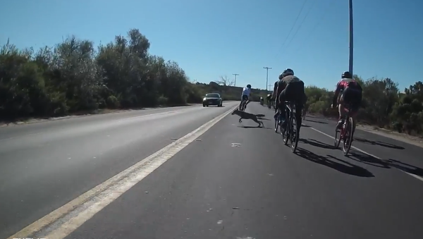 Cyclist and Coyote Close Call - Sputnik International