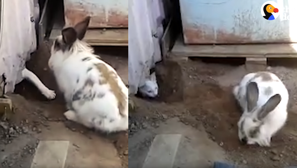 Rabbit to the Rescue!: Burrowing Bunny Sets Kitten Free - Sputnik International