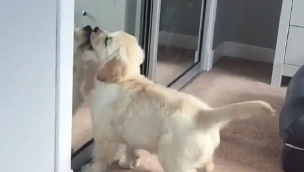Golden retriever - Sputnik International