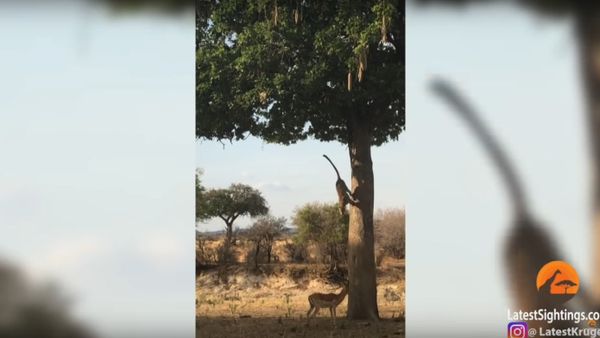 Leopard Jumps on Impala From Tree! - Sputnik International